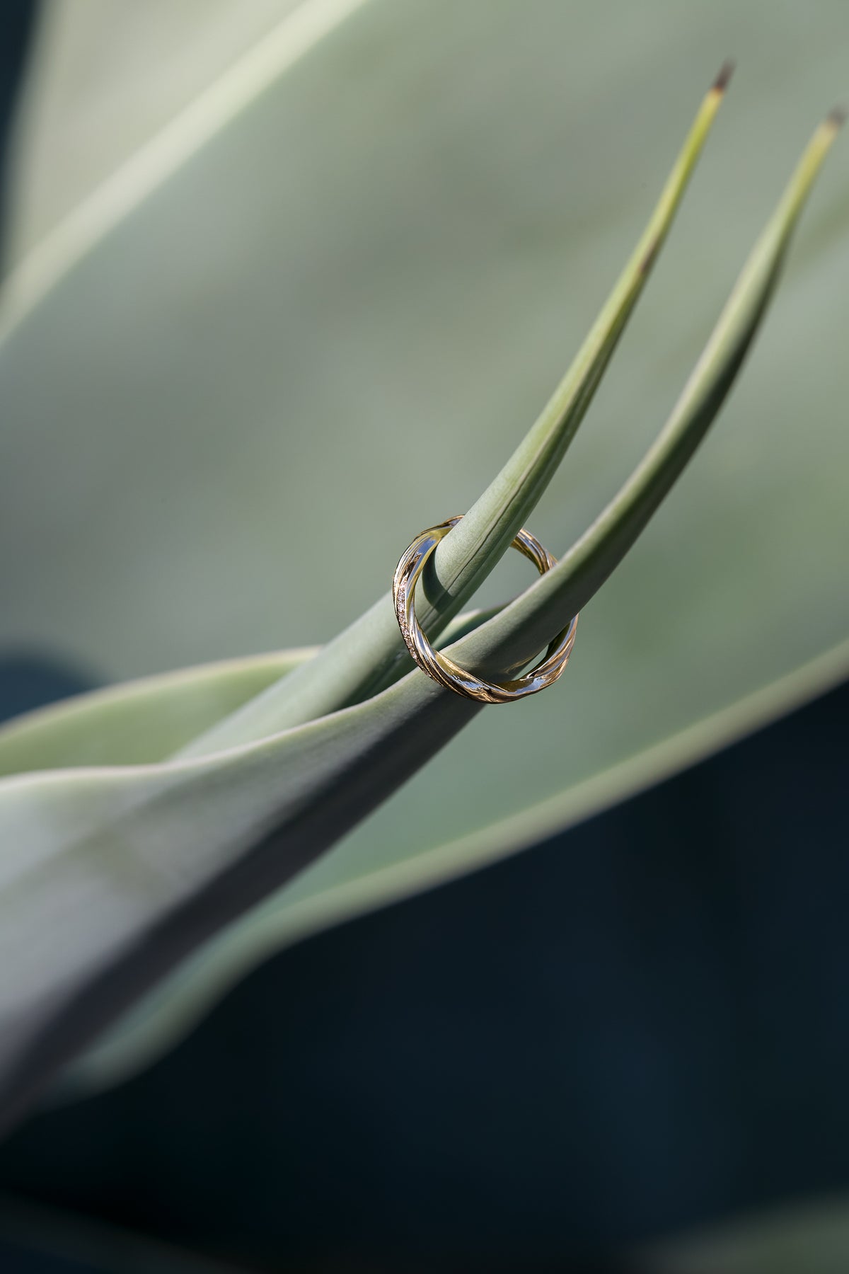 An 18 karat gold ring with a twisted, textured band design, resting on the pointed green leaves of a succulent plant against a dark, blurred background.