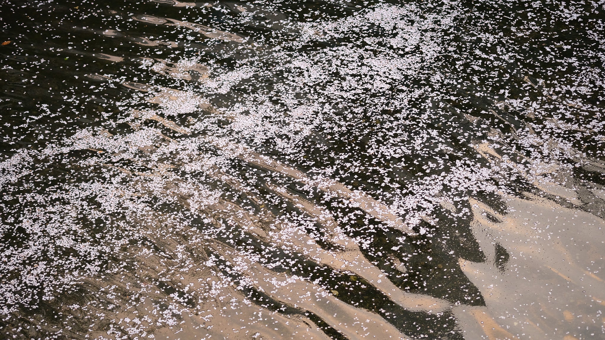 Fallen sakura flowers on Nakameguro River