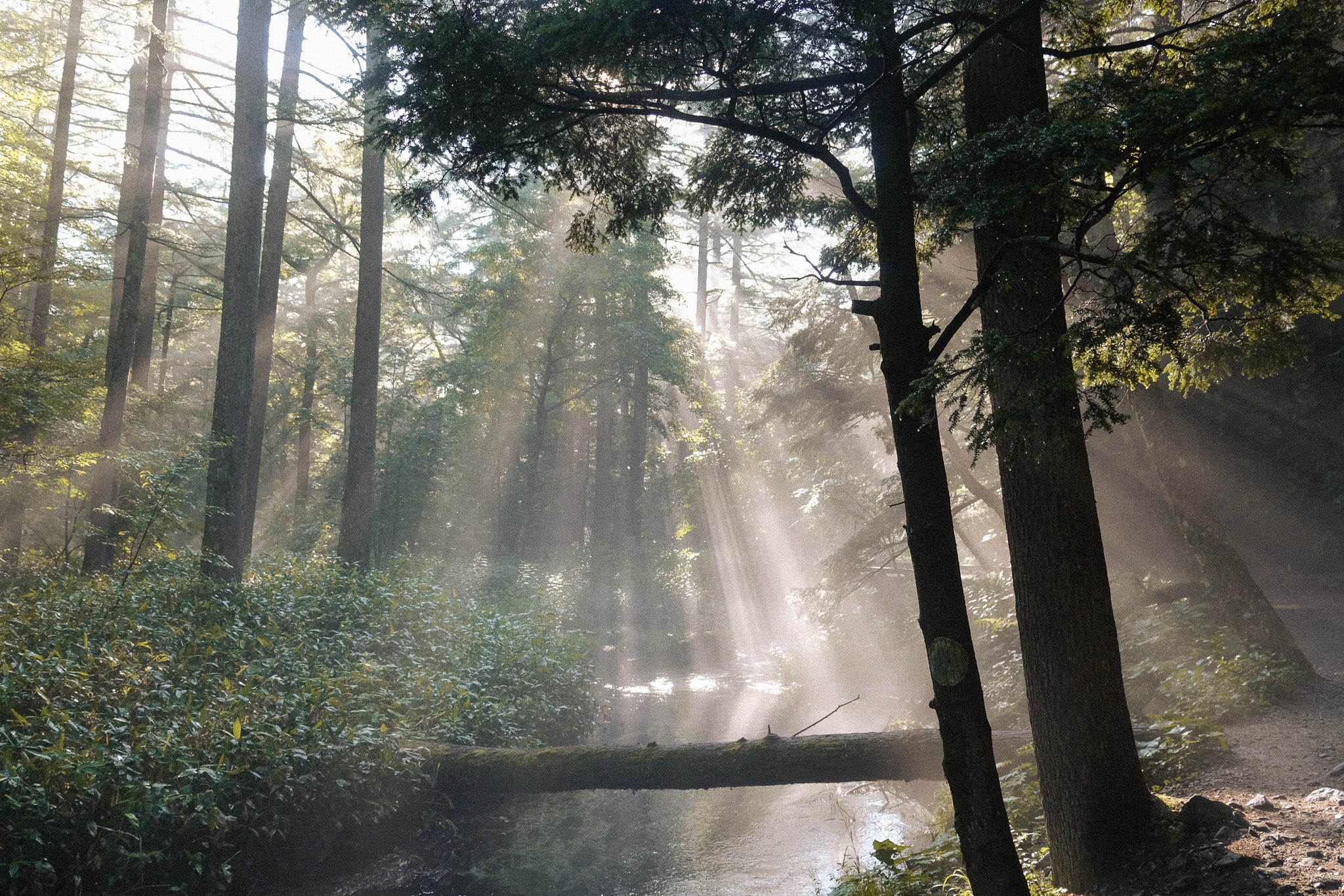 Sunlight filtering through misty forest trees in Japan